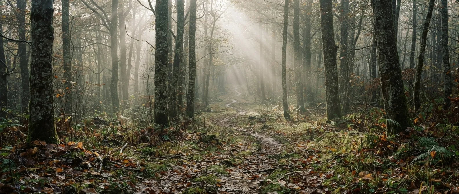Une trouée de lumière tombe entre de hauts fûts de hêtres dans une forêt tempérée dense, sentier discret couvert de feuilles