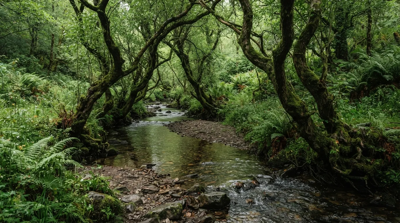 Le long d'un petit ruisseau forestier, des aulnes et des saules aux troncs tordus poussent en rang serré, entourés de fougères
